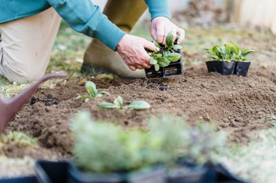 Bando erogazione contributi agricoltura